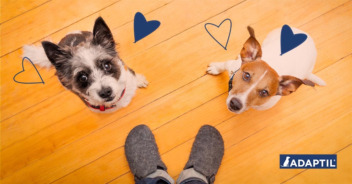 Is Your Dog Being Clingy?